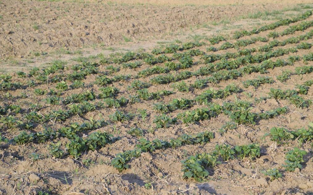 土壤水分測(cè)量?jī)x